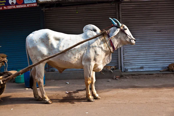 Ochsenkarton in den engen Gassen des alten delhi — Stockfoto