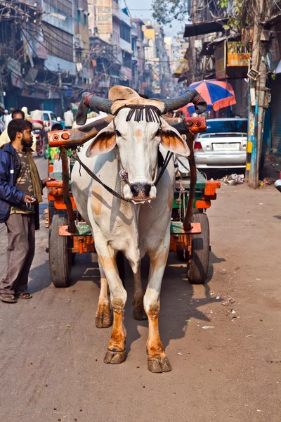 Transport de chariot de boeuf tôt le matin à Delhi, Inde — Photo