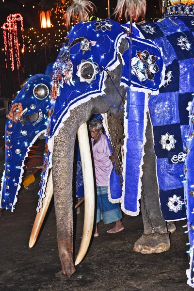 Muž se sází na jejich krásné oblečen vyškolené pracovní elefan — Stock fotografie