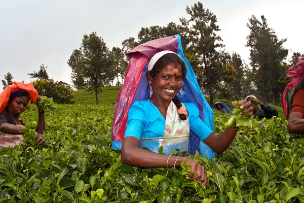 Kvinnliga te picker i högländerna plocka te — Stockfoto