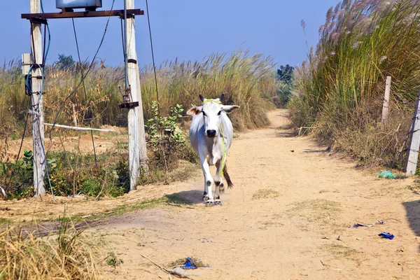 Cow walking along a trail in open area — Stock Photo, Image