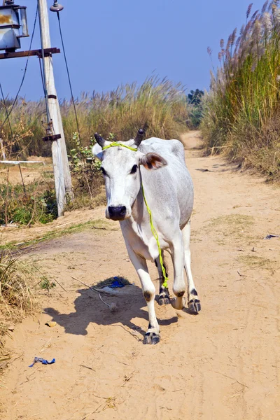 Cow walking along a trail in open area — Stock Photo, Image