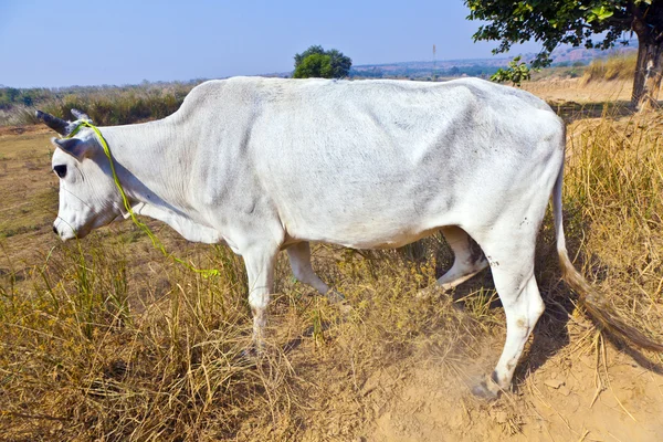 Ko gå längs ett spår i öppet område — Stockfoto