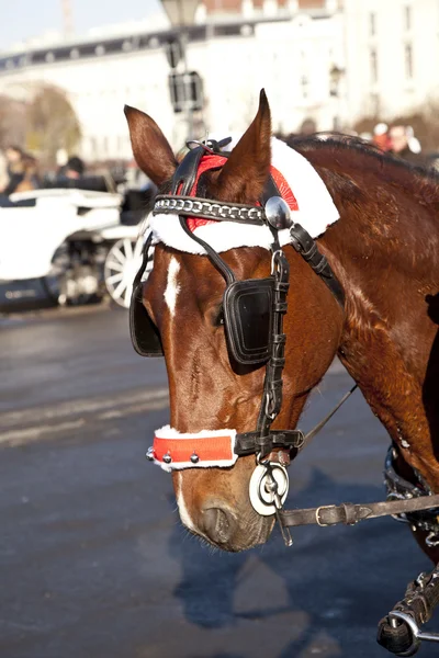 Testa di cavallo fiaker con imbracatura a cavallo a Vienna — Foto Stock