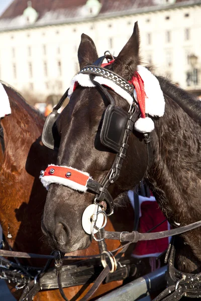 ウィーンでの馬のハーネスの fiaker 馬の頭 — ストック写真