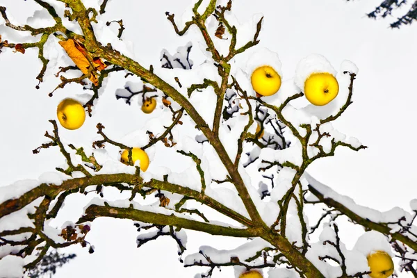 Maçãs maduras estão penduradas em um ramo — Fotografia de Stock