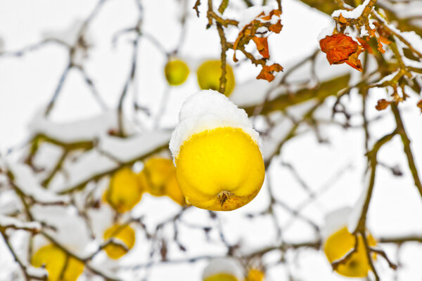 Ripe apples are hanging on a branch
