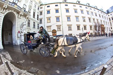 at fiaker turistik Viyana hofburg çizilmiş