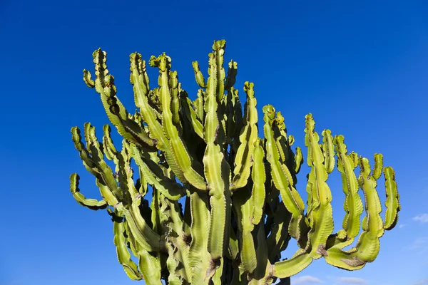 Cactus con cielo azul claro —  Fotos de Stock