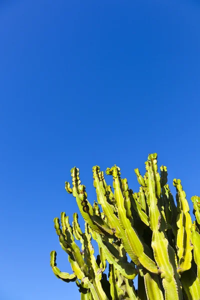 Cactus with clear blue sky — Stock Photo, Image