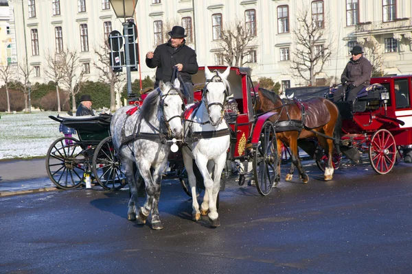 Conductor de la fiaker waitinmg para los turistas en Viena — Foto de Stock