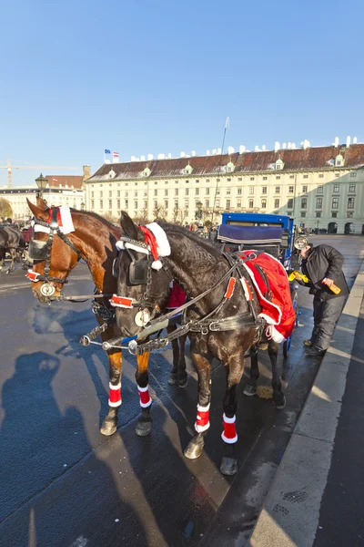 Fiaker caballo dibujado en el Hofburg para los turistas en Viena — Foto de Stock