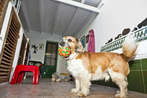 犬は、パティオで遊んで楽しい — ストック写真