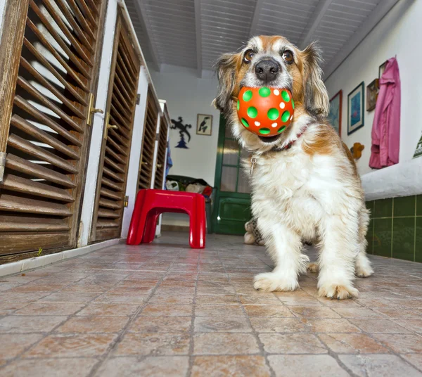 Dog has fun playing in the patio — Stock Photo, Image