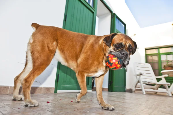 Dog has fun playing in the patio — Stock Photo, Image