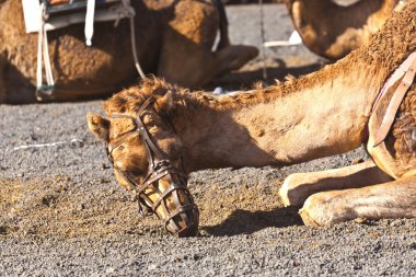 Develer timanfaya Milli Parkı, turistler için bir rehber eşliğinde bekleyin