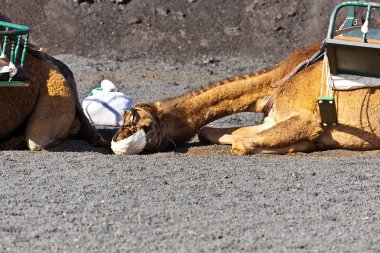 Develer timanfaya Milli Parkı, turistler için bir rehber eşliğinde bekleyin