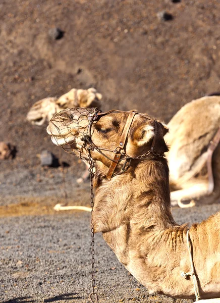 Camels at Timanfaya national park wait for tourists for a guided
