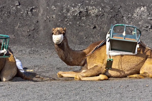 Kamelen op nationaal park timanfaya wachten op toeristen voor een rondleiding — Stockfoto