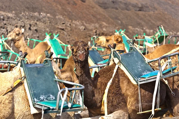 Camellos en el parque nacional de Timanfaya esperan a los turistas para un guiado — Foto de Stock