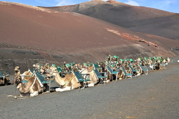 Cammelli al parco nazionale di Timanfaya aspettano i turisti per una visita guidata — Foto Stock