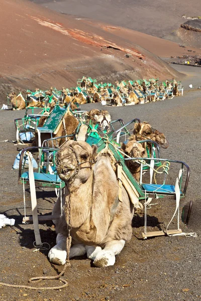 Wielbłądy, w pobliżu Parku Narodowego timanfaya czekać dla turystów z przewodnikiem — Zdjęcie stockowe