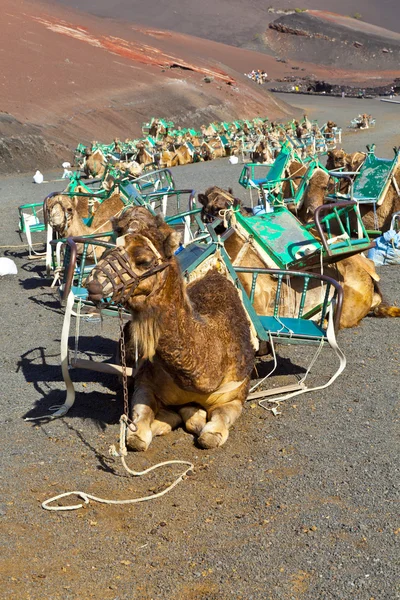 骆驼在帝曼法雅国家公园等待为导游带领游客 — 图库照片