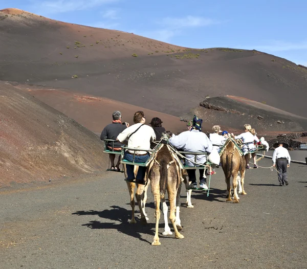 游客骑着骆驼正由本地通过 t 指导 — 图库照片