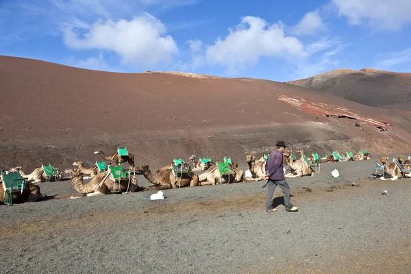 Camel cavaleiro à espera de turistas montando em camelos através do fa — Fotografia de Stock