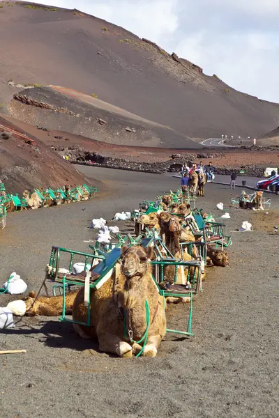 Turisti in sella a cammelli guidati da locali attraverso t — Foto Stock