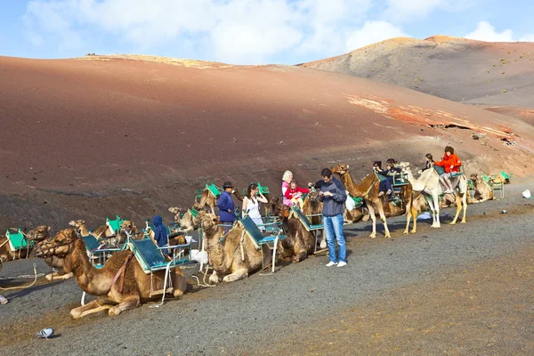 Touristes chevauchant des chameaux guidés par des t — Photo