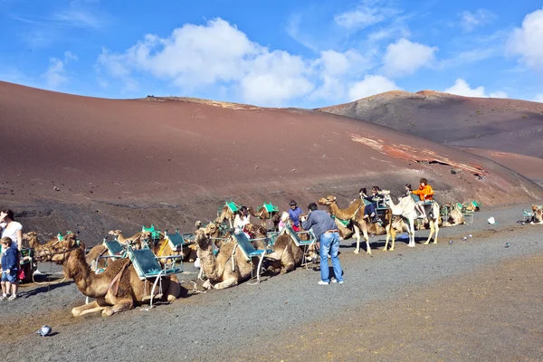 Los turistas que montan en camellos siendo guiados por locales a través de t —  Fotos de Stock