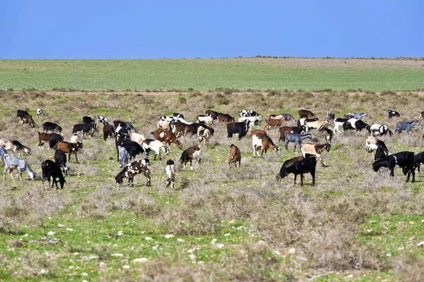 牧草地でヤギ — ストック写真