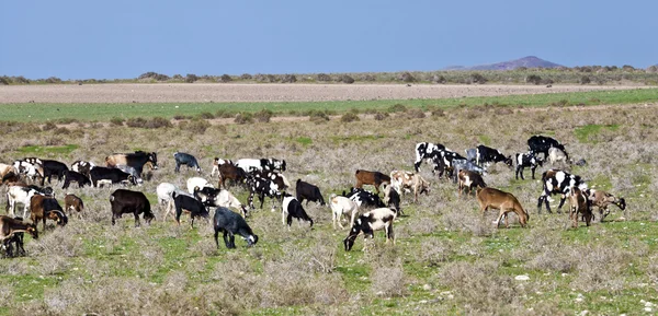 Chèvres à la prairie — Photo