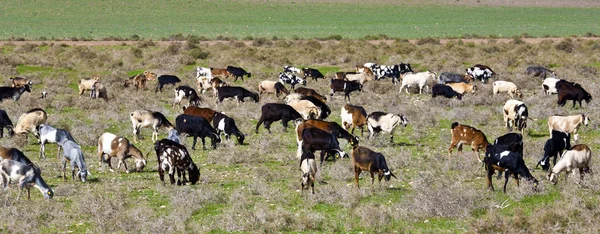 Goats at the meadow — Stock Photo, Image