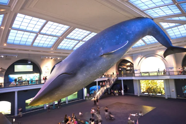 クジラの国民の歴史のアメリカの美術館で — ストック写真