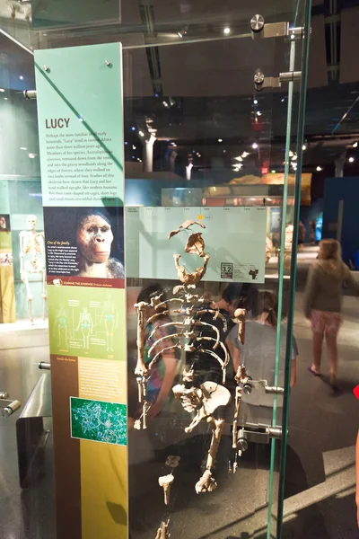 Lidské skeletton v Americkém přírodovědném muzeu pro národní historie — Stock fotografie