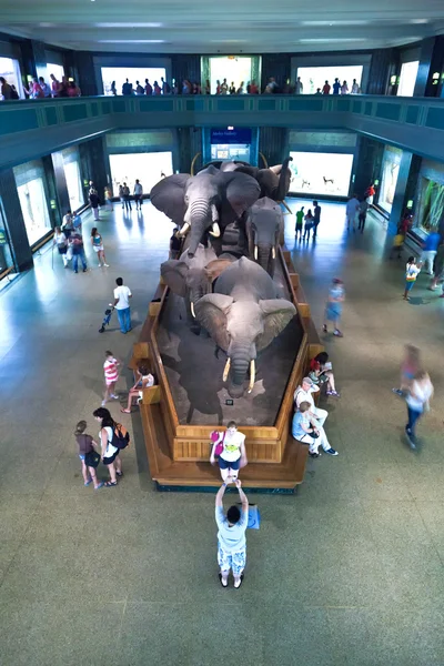Praehistoric mammut στο Αμερικανικό Μουσείο για την εθνική ιστορία — Φωτογραφία Αρχείου