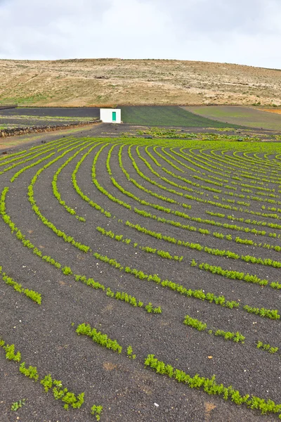 Veld met irrigatiesysteem op vulkanische lapilli grond — Stockfoto