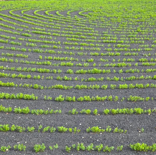 Feld mit Bewässerungssystem auf vulkanischem Lapilli-Boden — Stockfoto