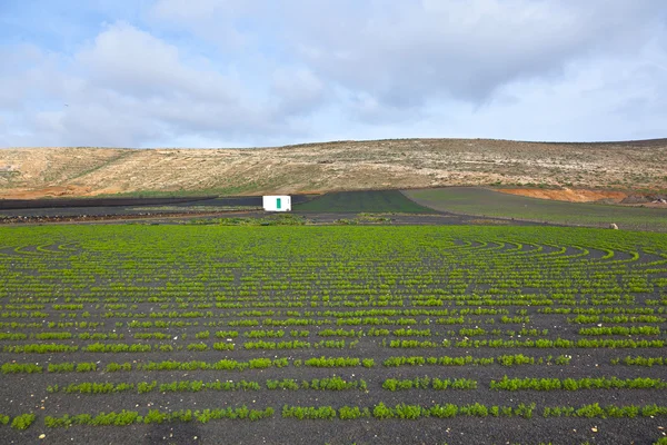 Field with irrigation system on volcanic lapilli ground — Stock Photo, Image