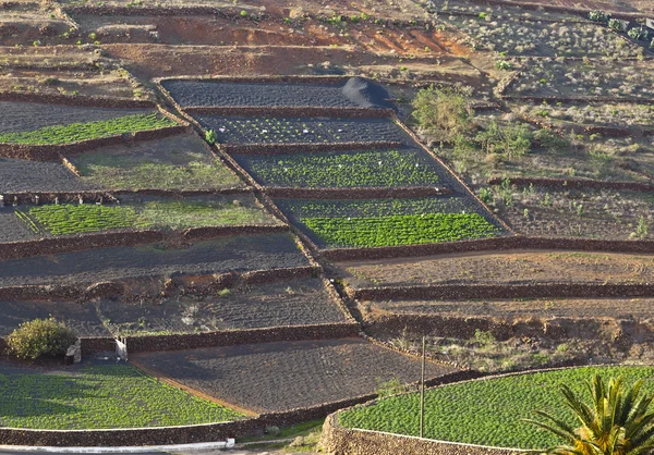 Lanzarote dombos vidék mezői — Stock Fotó