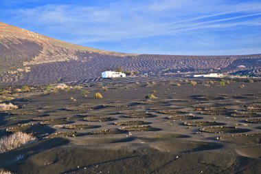 lanzarote, volkanik ashh bir şarap bölgesi içinde La geria manzara