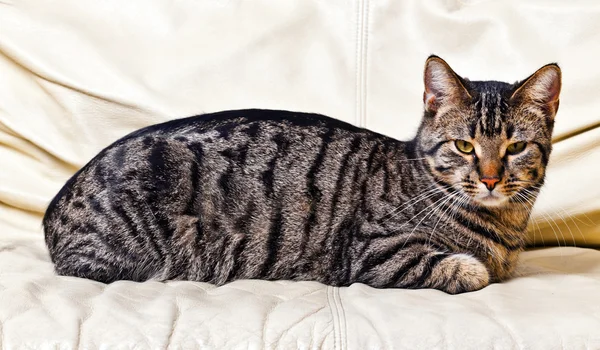 Кошка отдыхает на диване — стоковое фото