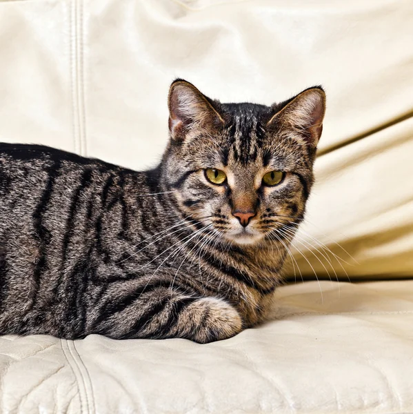 Γάτα που αναπαύεται στον καναπέ — Φωτογραφία Αρχείου