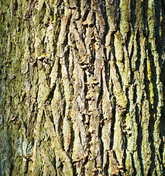 Dettaglio di foglia di quercia in autunno — Foto Stock