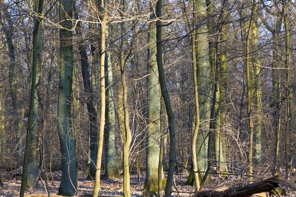 Ряд молодих дубових дерев — стокове фото