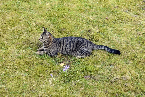 Niedliche Katze liegt im Garten — Stockfoto