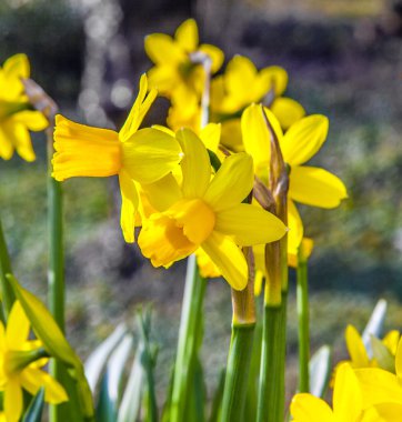 Yellow daffodils in the garden clipart
