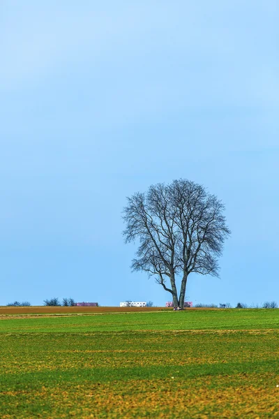 Ensamt träd på fältet — Stockfoto
